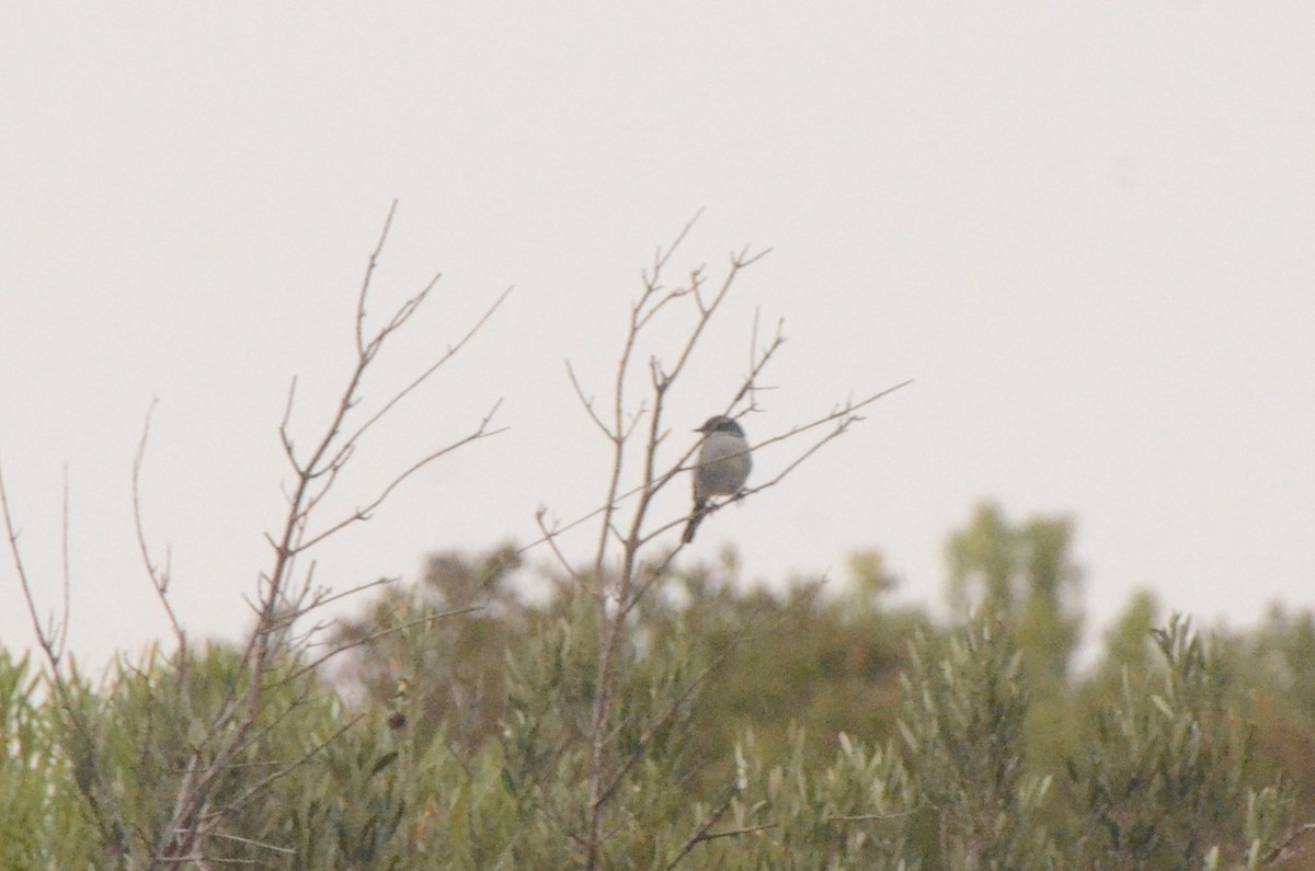 Fiscal Flycatcher - ML637780626