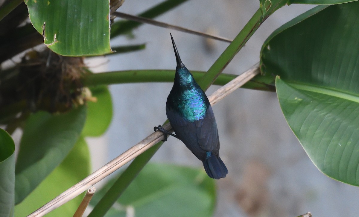 Loten's Sunbird - ML637780639