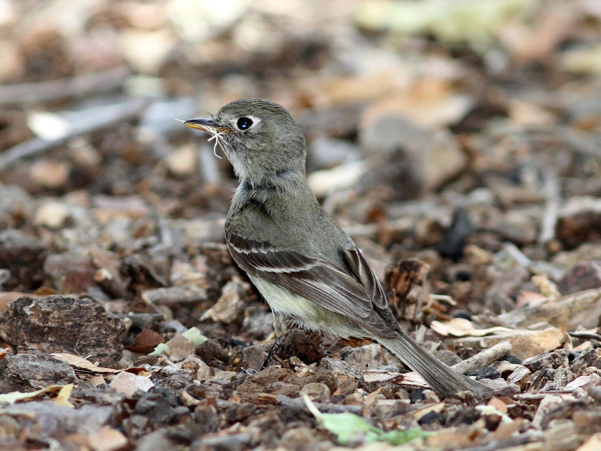 Pine Flycatcher - ML637780696