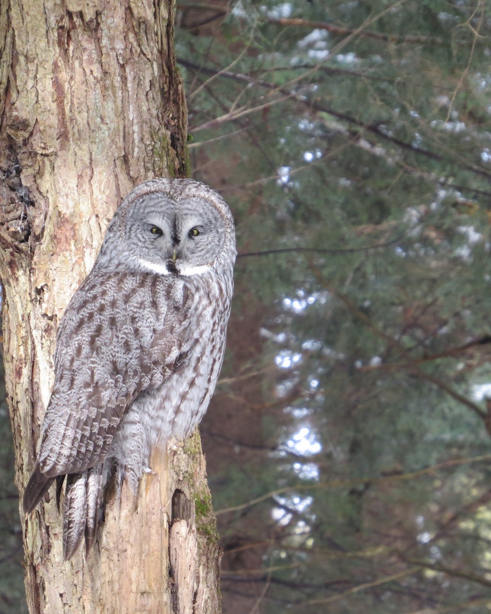 Сова бородата - ML637780705