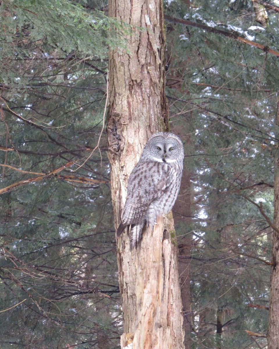 Сова бородата - ML637780706