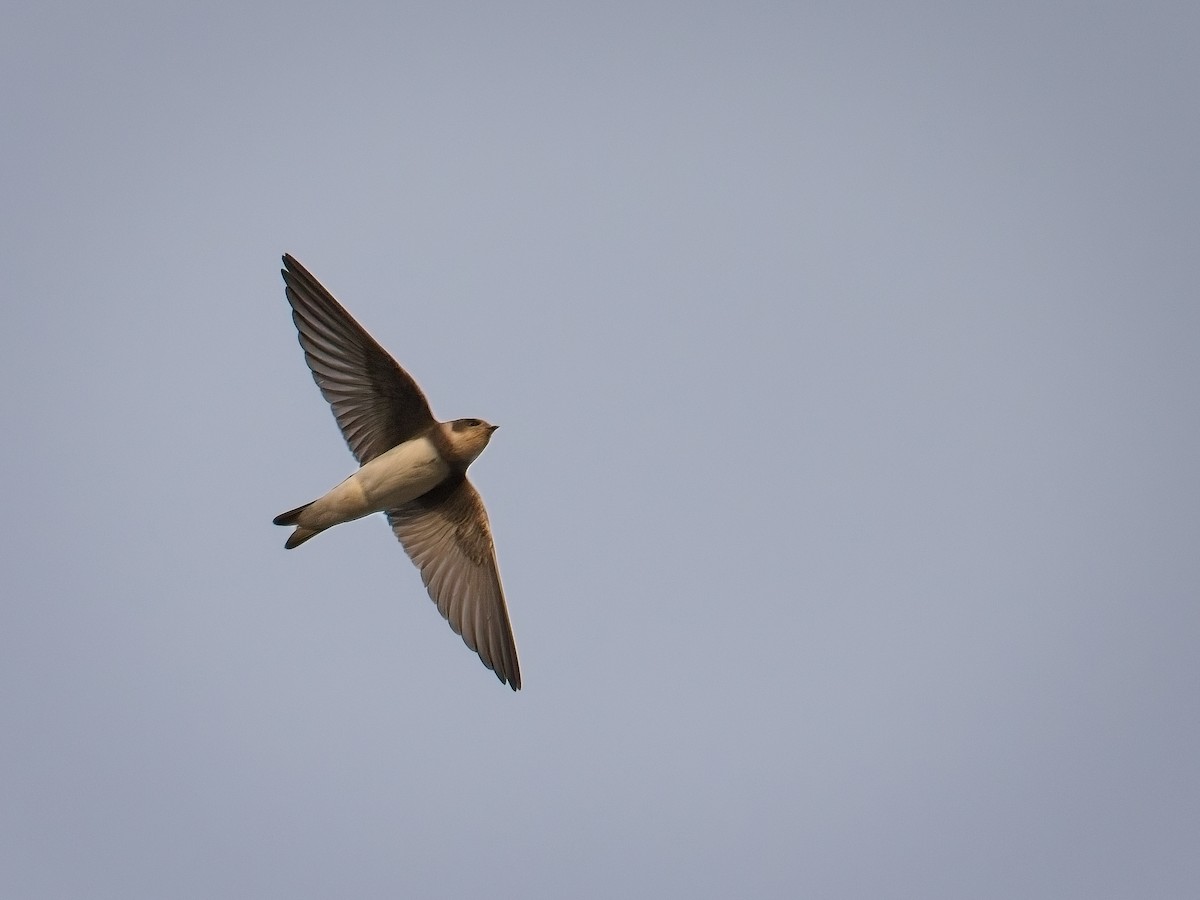 břehule říční - ML637780719