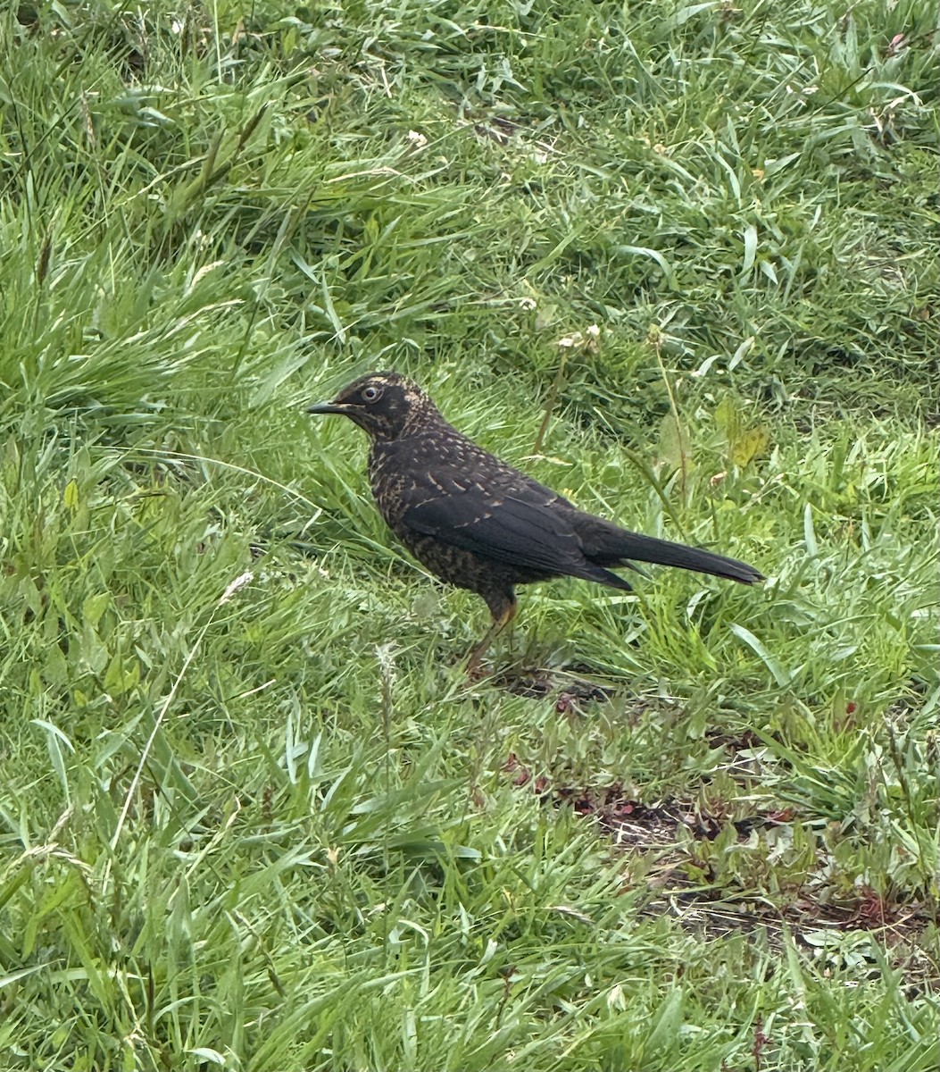 Sooty Thrush - ML637780734