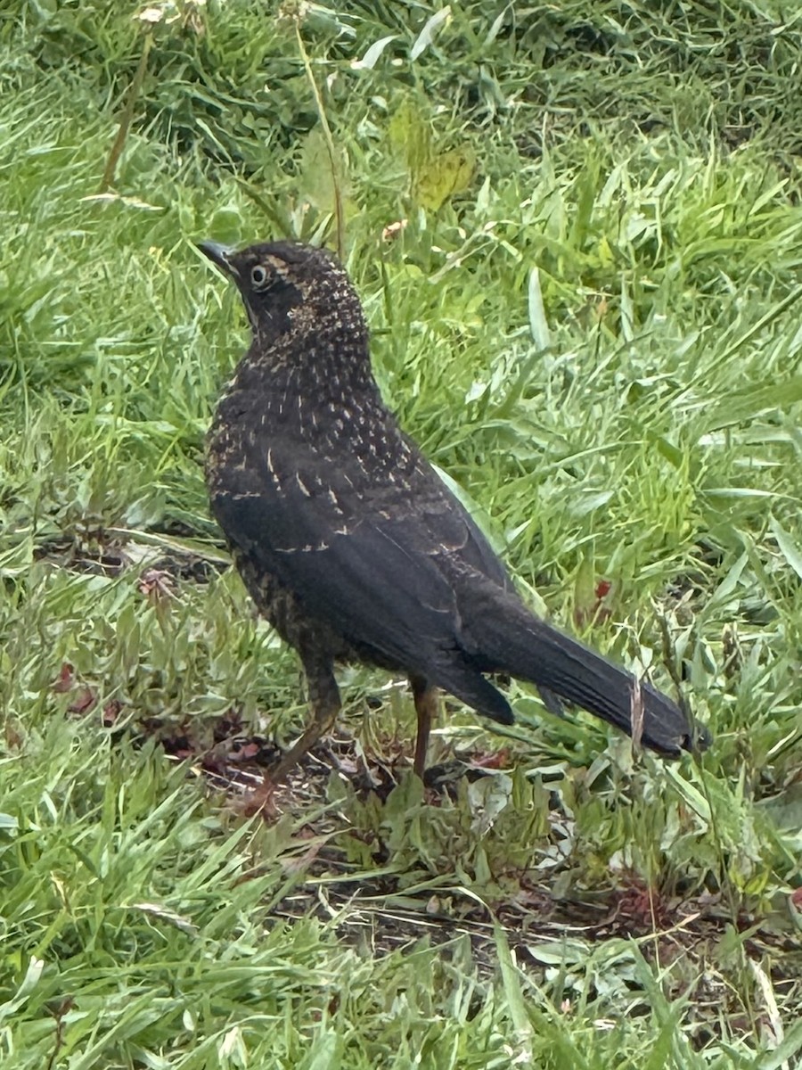 Sooty Thrush - ML637780735