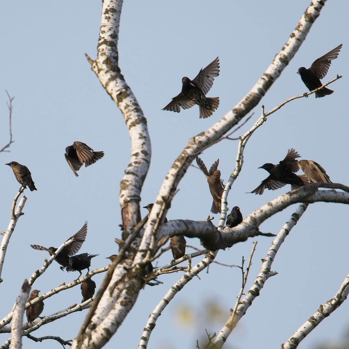 špaček obecný - ML637780753