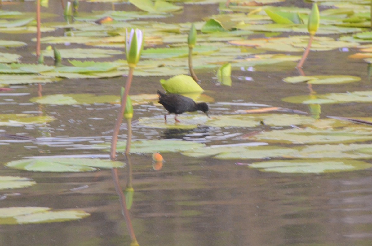 Black Crake - ML637780771