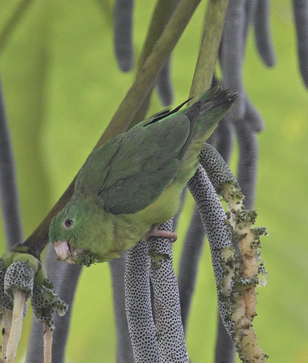 Riparian Parrotlet - ML637780774