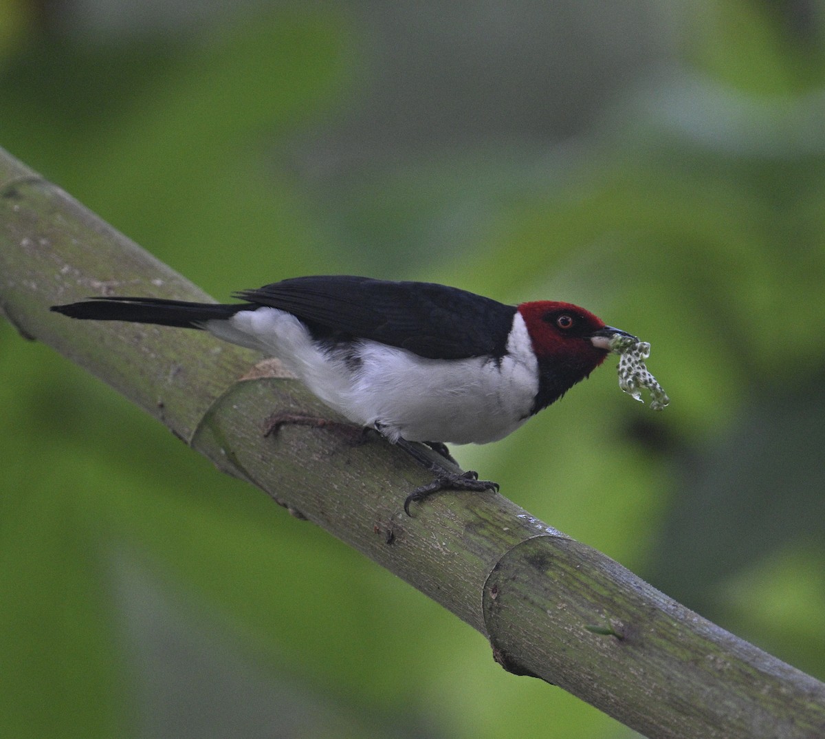 Red-capped Cardinal - ML637780777