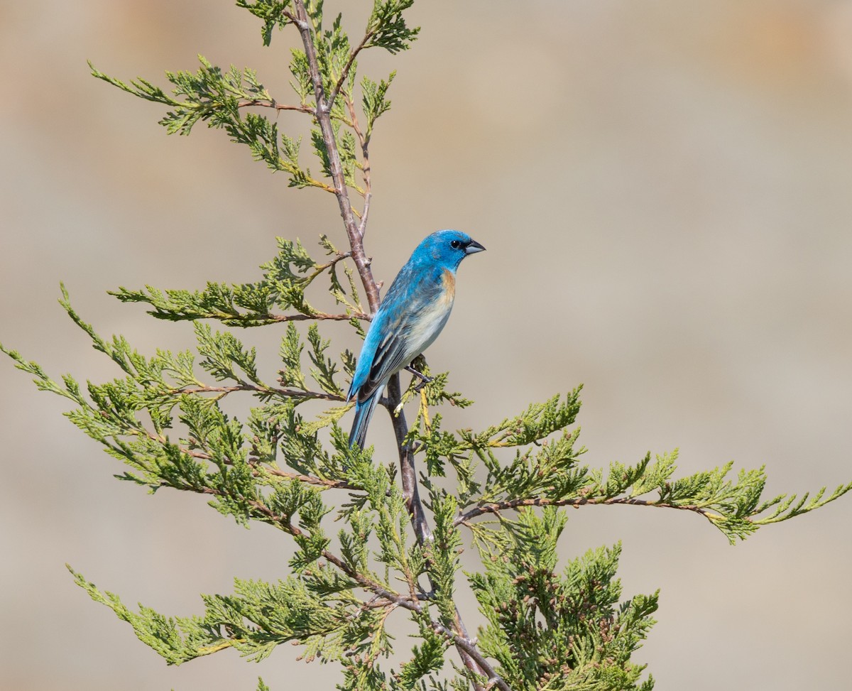 Lazuli Bunting - ML637780779