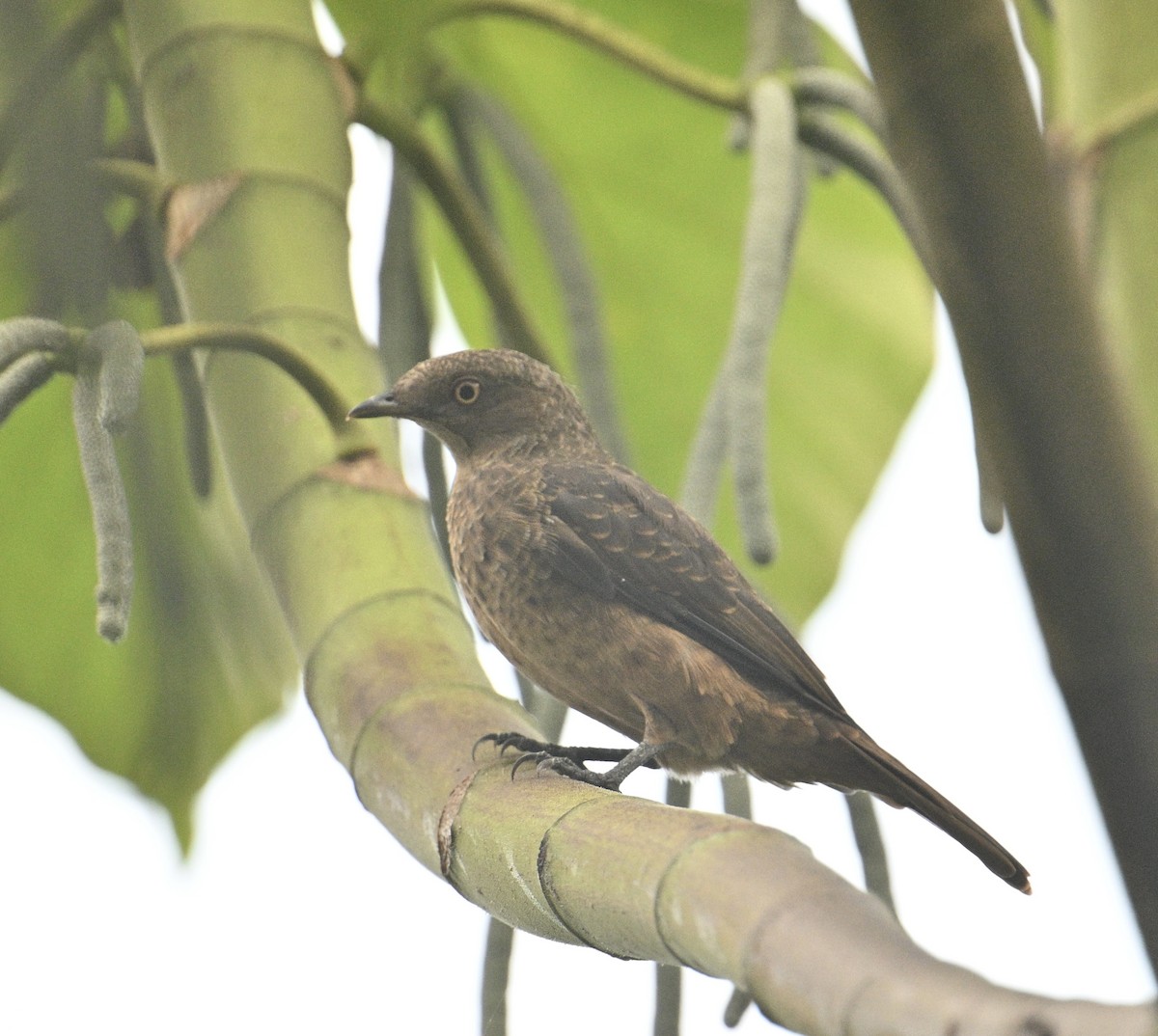 Plum-throated Cotinga - ML637780782