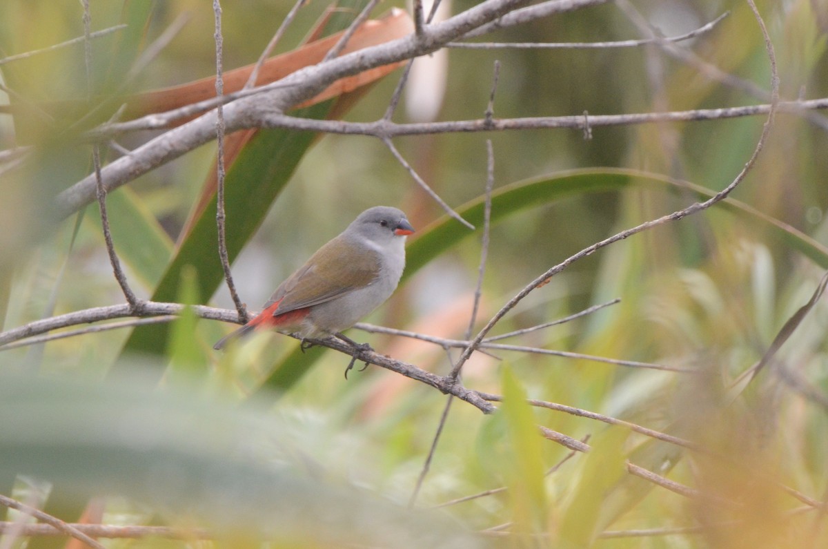 Swee Waxbill - ML637780787