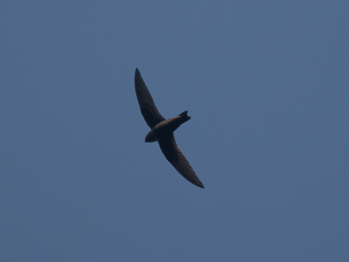 Black Swift - ML637780788