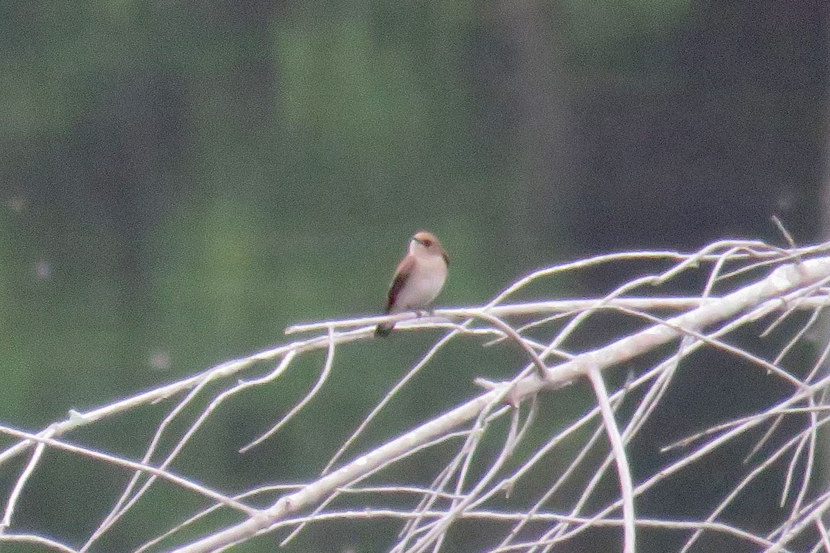 Northern Rough-winged Swallow - ML637780792