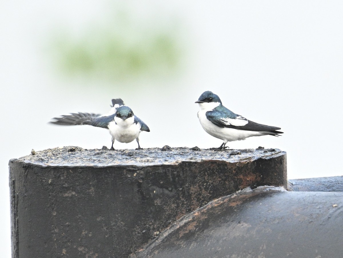 White-winged Swallow - ML637780801
