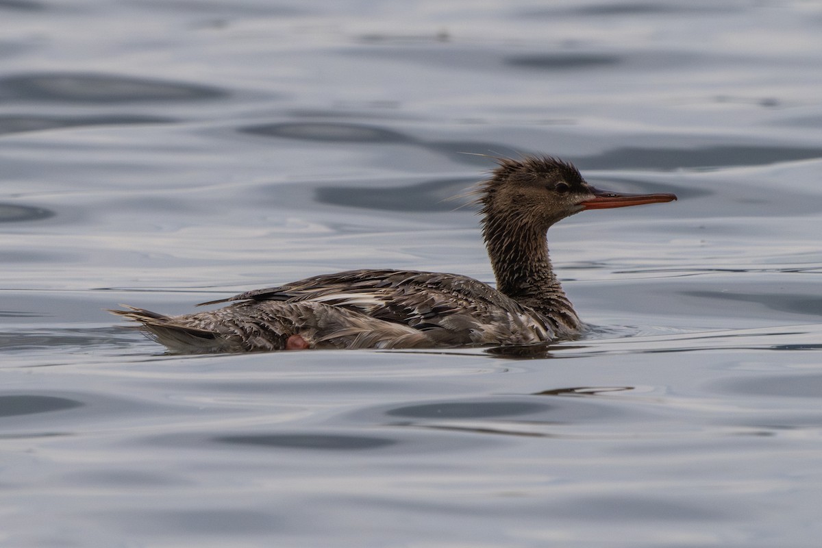 Red-breasted Merganser - ML637780817