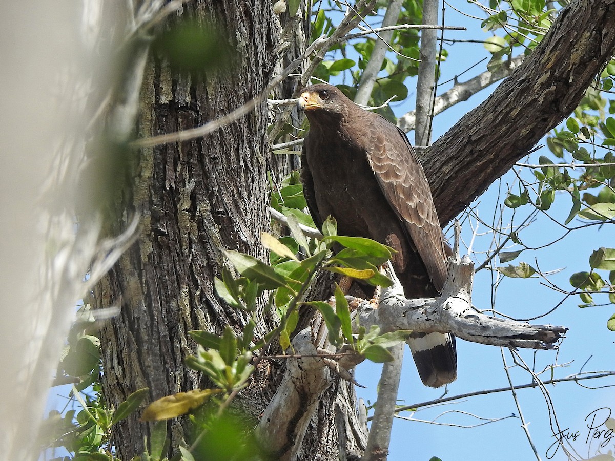 Cuban Black Hawk - ML637780863