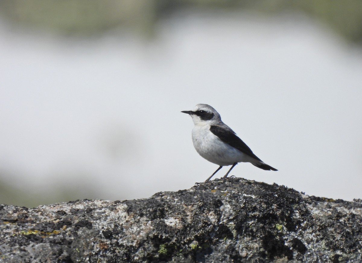 Kuyrukkakan (oenanthe/libanotica) - ML637780903