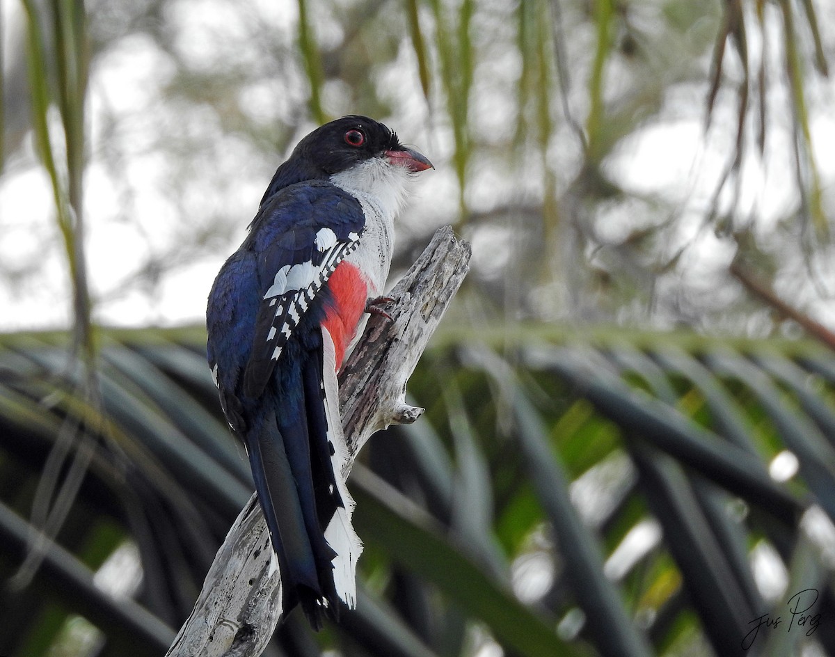 Trogon de Cuba - ML637780927