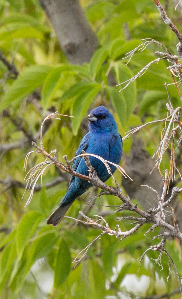 Passerin indigo - ML637780936