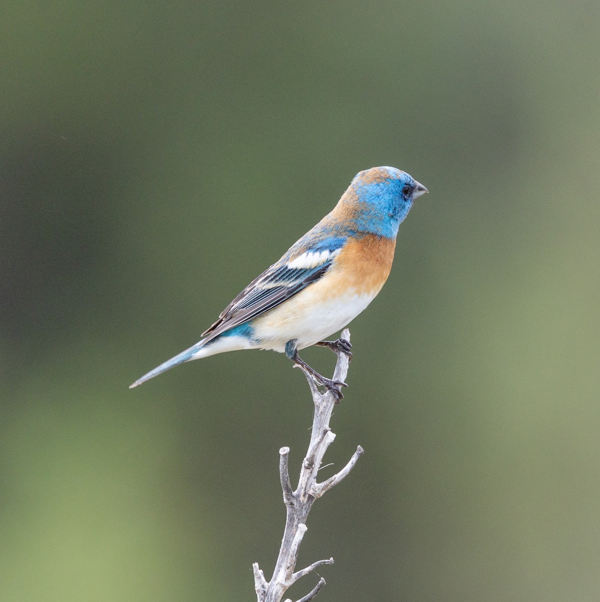 Passerin azuré - ML637780946