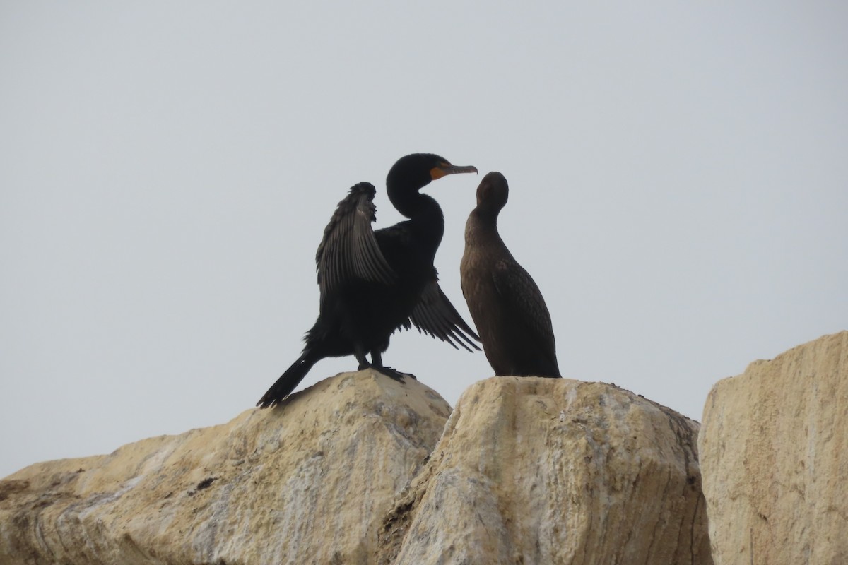 Cormoran à aigrettes - ML637780948