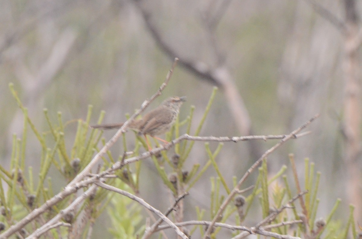 Prinia du Karoo - ML637780952