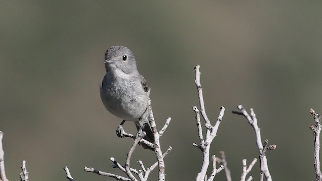 Gray Vireo - ML637780957