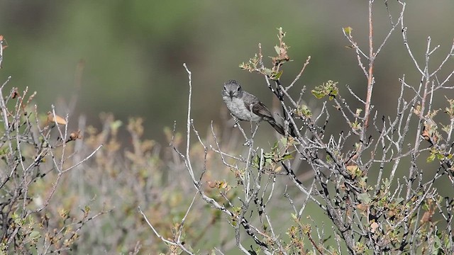 Gray Vireo - ML637780958