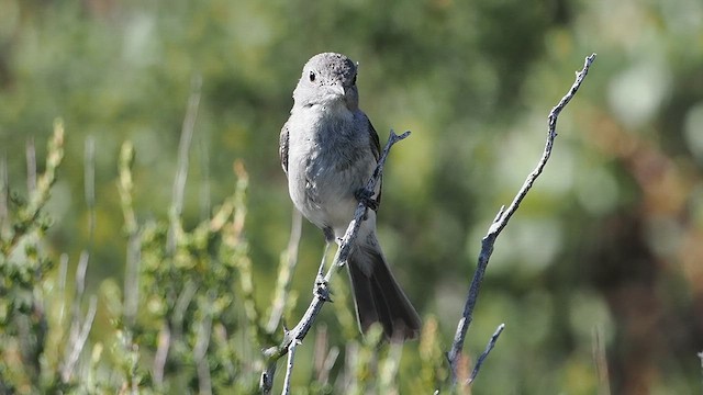 Gray Vireo - ML637780962
