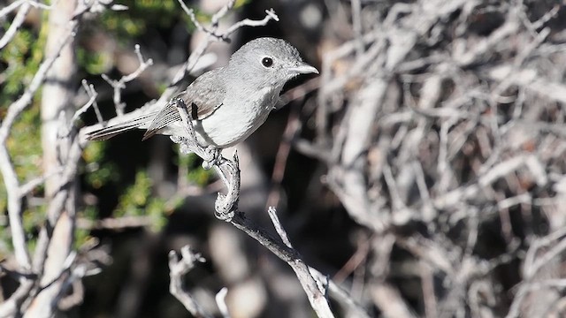 Gray Vireo - ML637780968