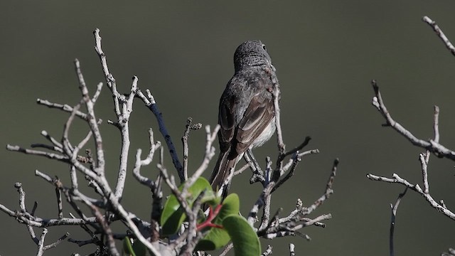 Gray Vireo - ML637780979