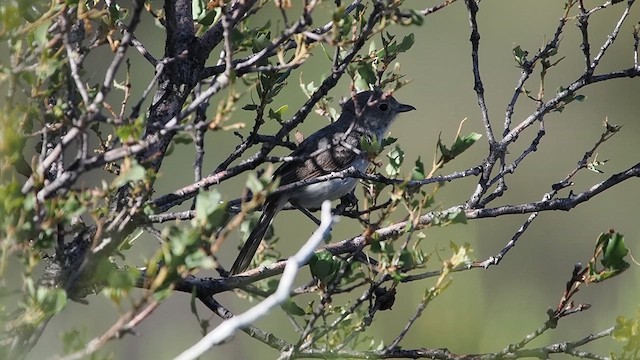 Gray Vireo - ML637780982