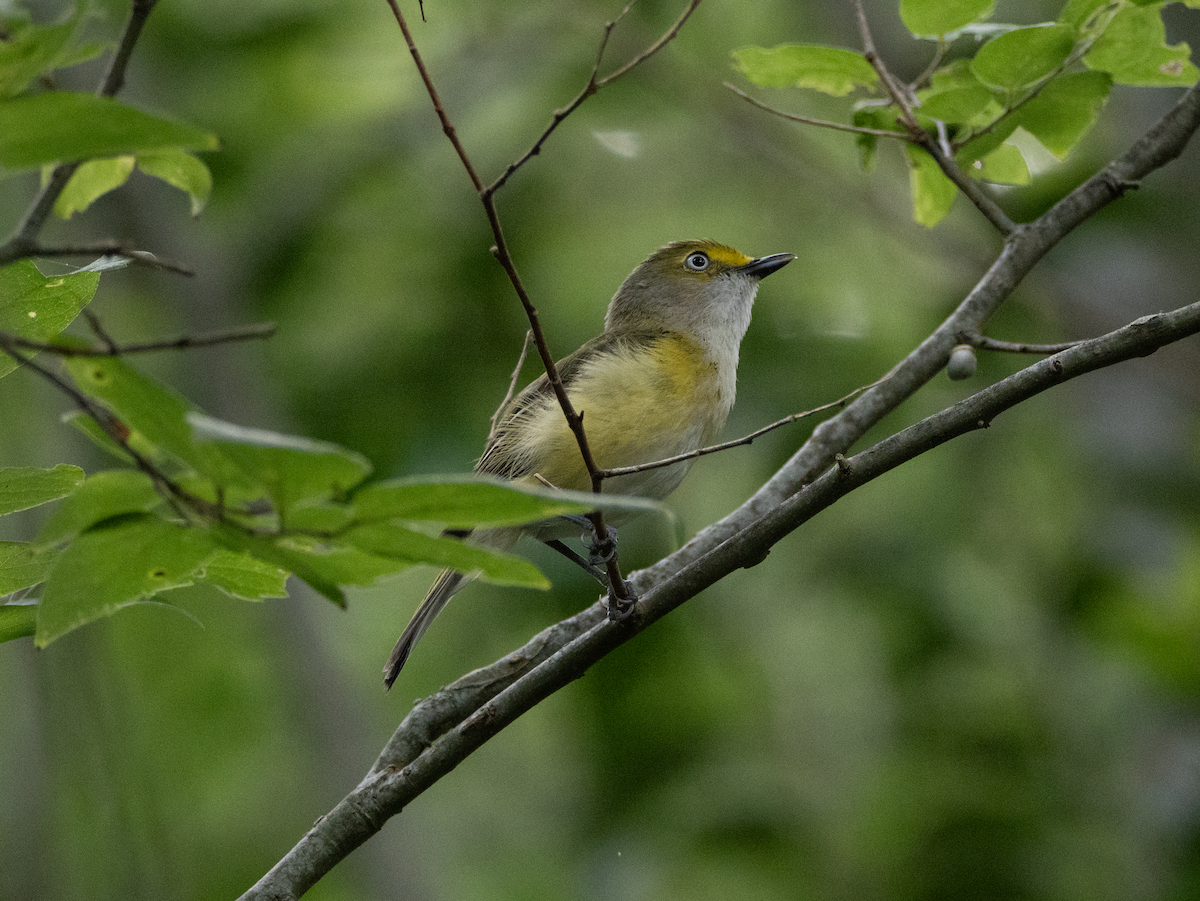 Weißaugenvireo - ML637780983