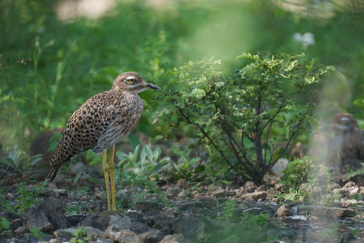 Spotted Thick-knee - ML637780996