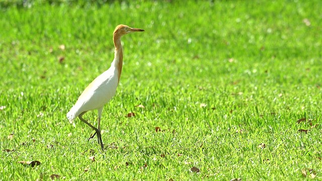 Eastern Cattle-Egret - ML637781027