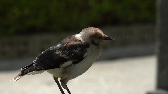 Black-collared Starling - ML637781035