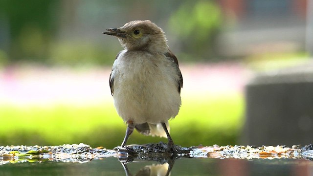 Black-collared Starling - ML637781042