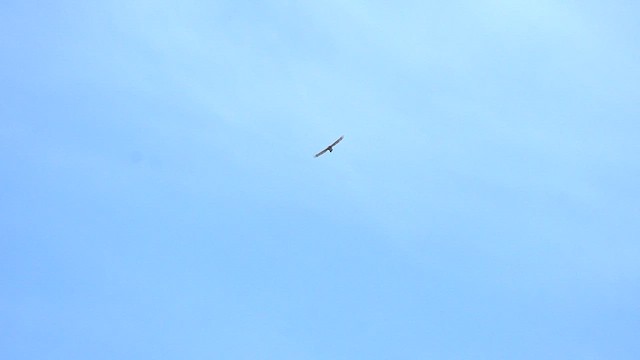 Crested Goshawk - ML637781065