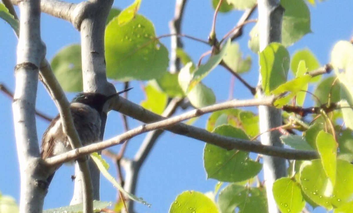 Ruby-throated Hummingbird - ML637781077