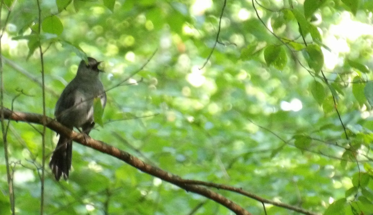 Gray Catbird - ML637781109