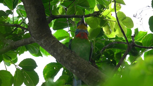 Taiwan Barbet - ML637781112