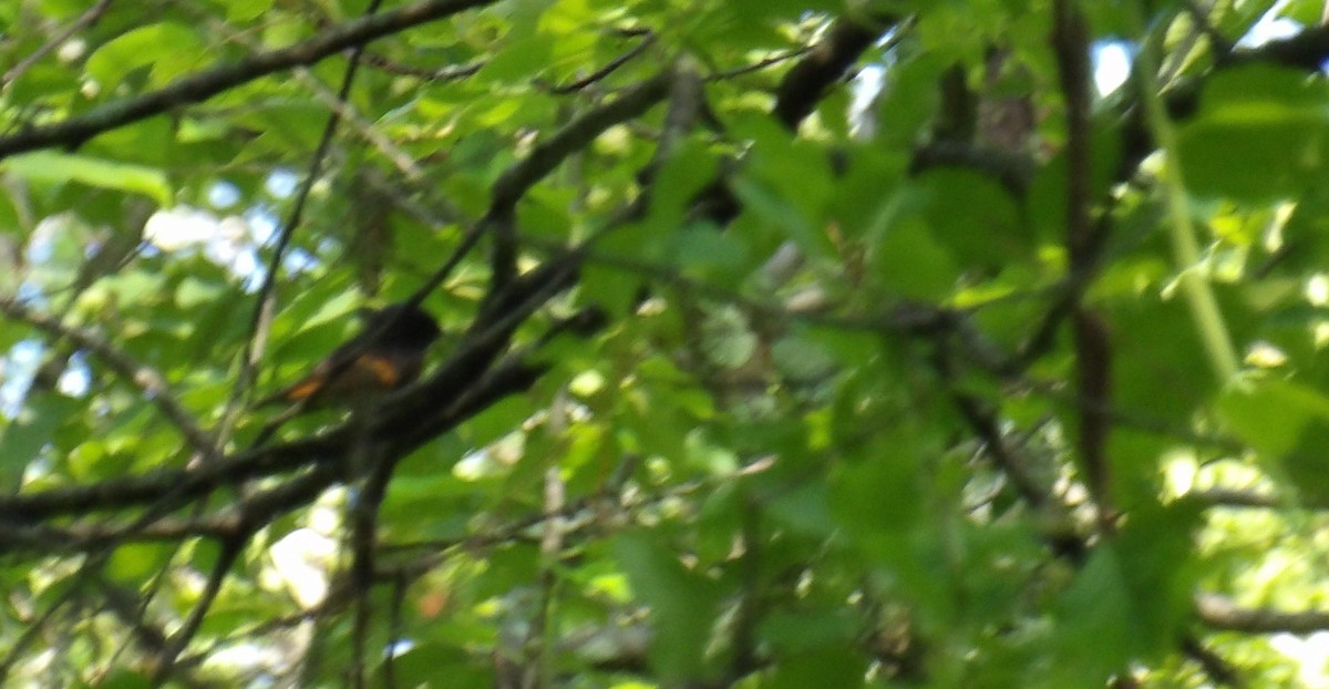 American Redstart - ML637781117
