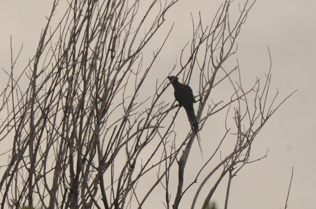 Red-faced Mousebird - ML637781118