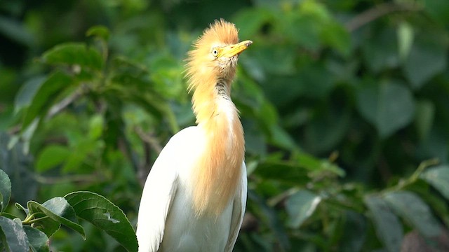 Eastern Cattle-Egret - ML637781122