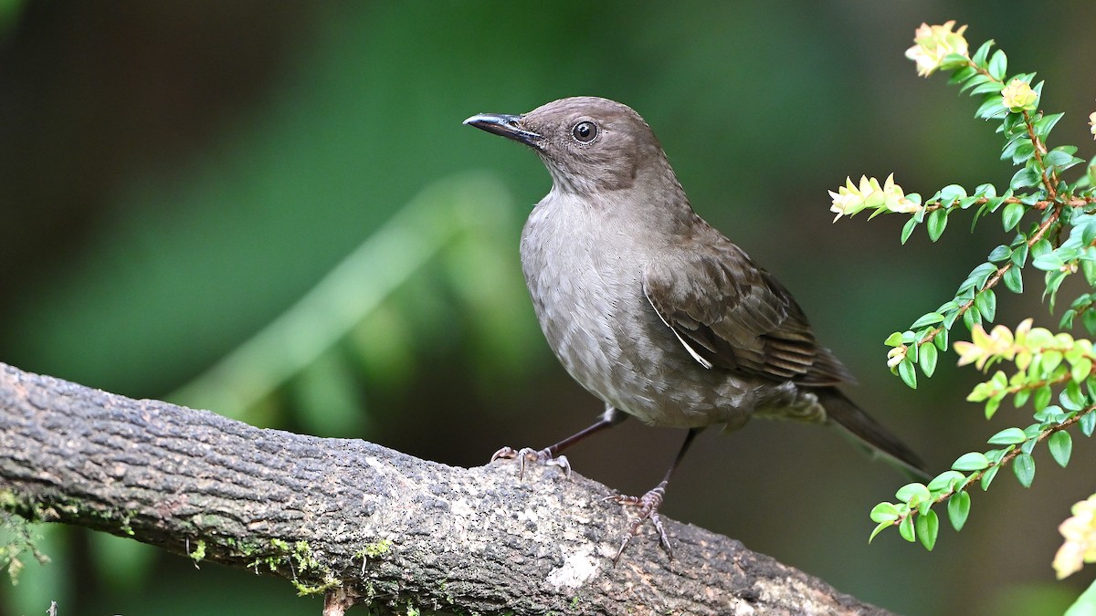 Mountain Thrush - ML637781264