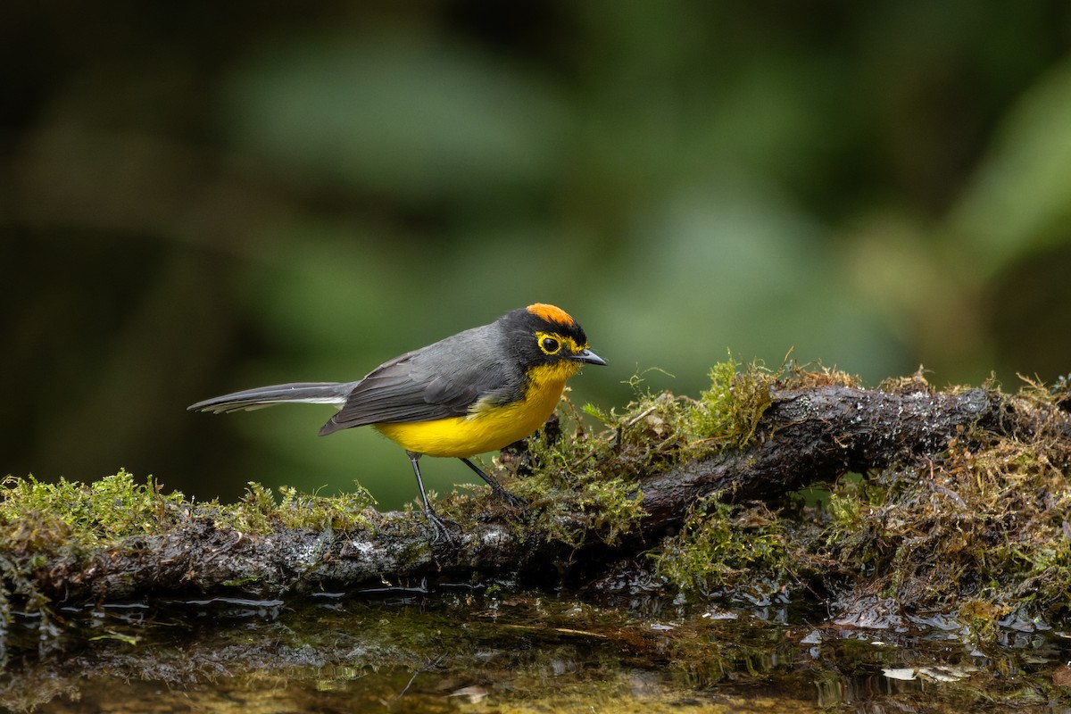 Spectacled Redstart - ML637781275