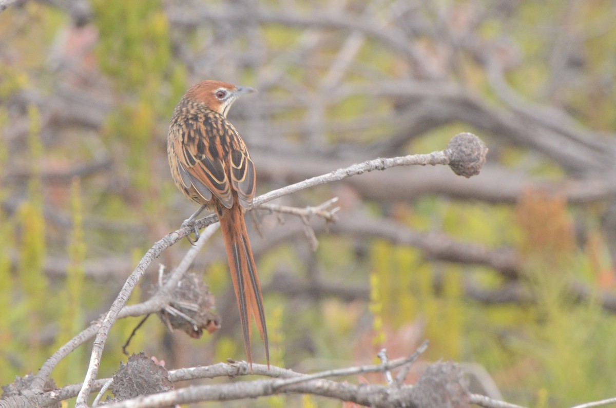 Cape Grassbird - ML637781282
