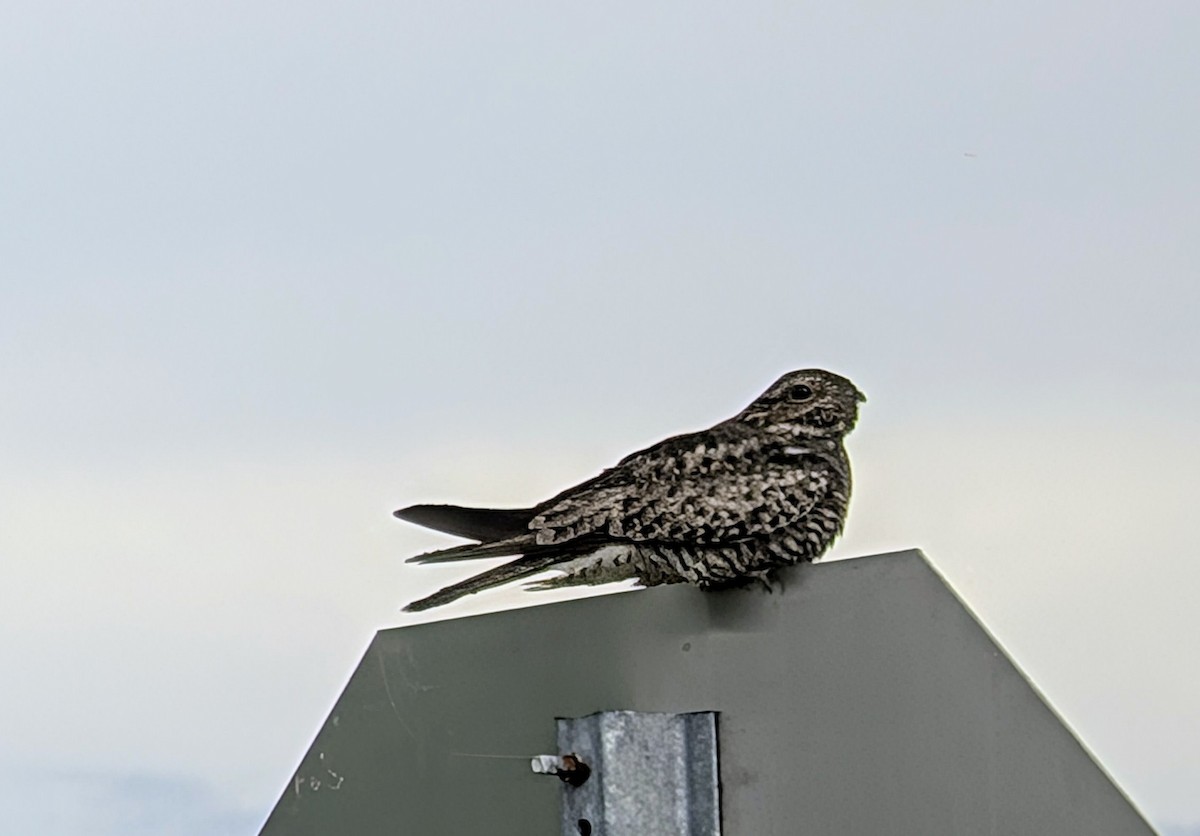 Common Nighthawk - ML637781283