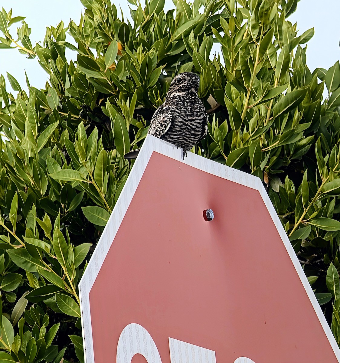 Common Nighthawk - ML637781284