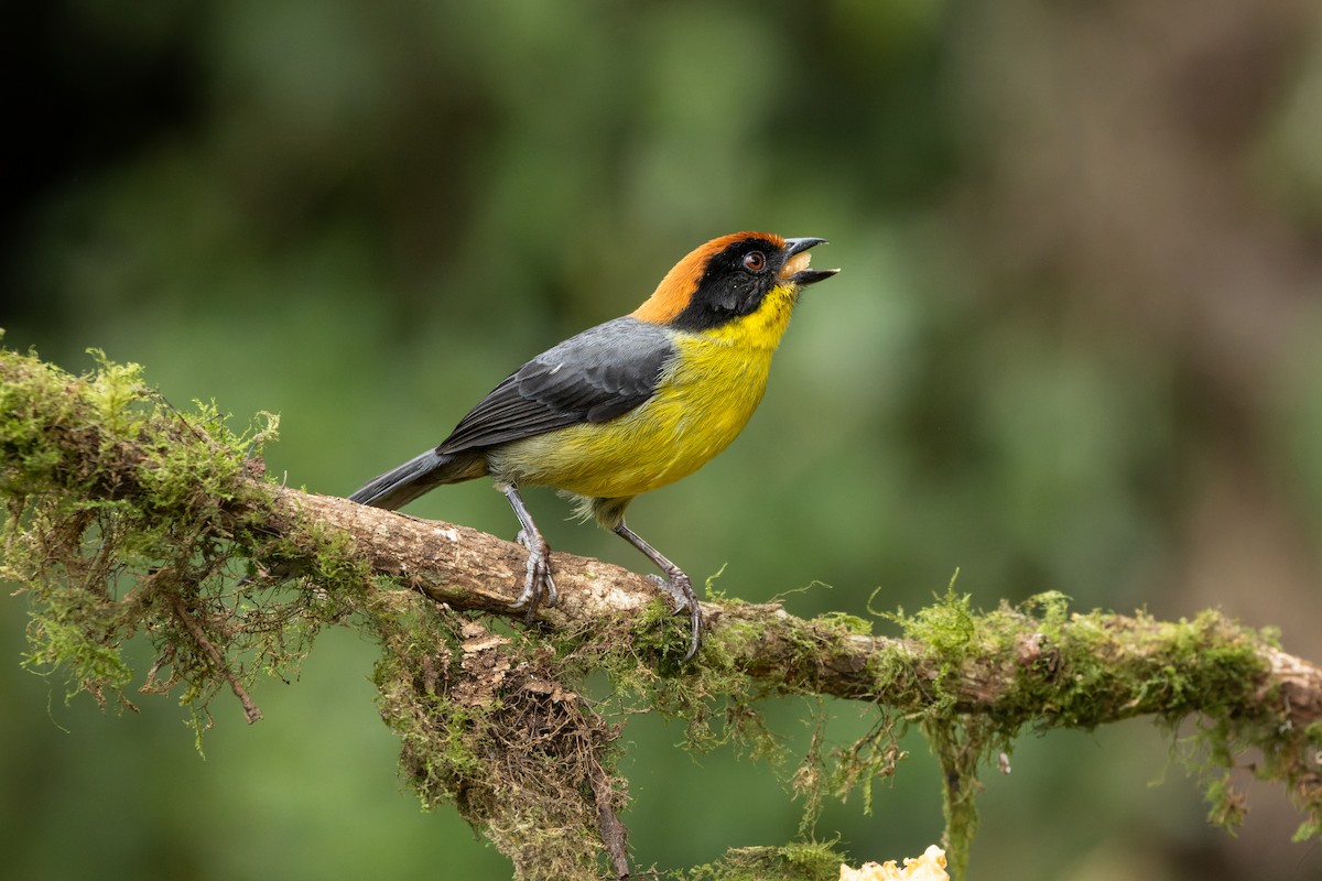 Yellow-breasted Brushfinch - ML637781287
